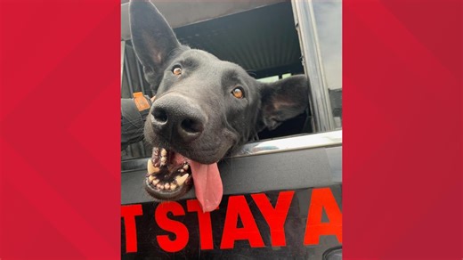 San Joaquin County K-9 leads deputies to suspect hiding beneath house after burglary call