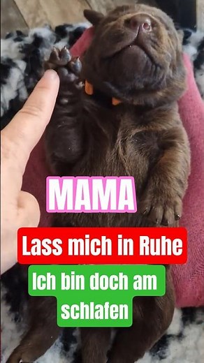 ❤️🤩So süß 💯Wer schläft denn da? 🥰 Hundewelpe schläft so tief #labradorwelpen #hundewelpen