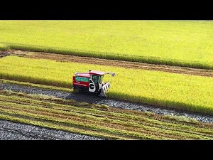 Harvesting Rice with Modern Technology in Vietnam's Mekong Delta | Vietgreen Farm