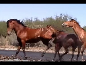 Wild Horse Action at the Salt River by Karen McLain