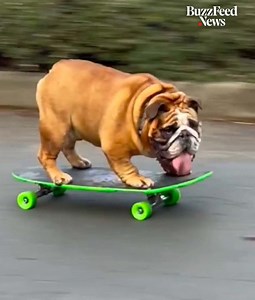 17K views · 181 reactions | Watch this amazing dog fall in love with skateboarding 殺 | BuzzFeed Video | Facebook
