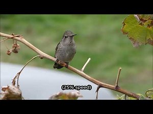 Calliope hummingbird feeding on raspberry blossoms 11/16/25 #shorts #birds