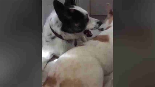 Rescue Dogs Playing Together Makes Internet Melt