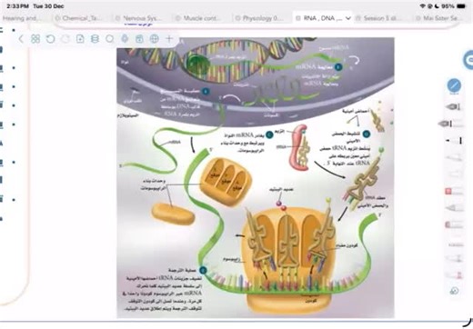 Biology with Layla 🌺 on Instagram‎: "دور الرايبوسوم ❣️"‎