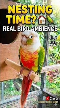 Cute Conure at the Nest Box! 🏠🦜 | Real Nature Sounds