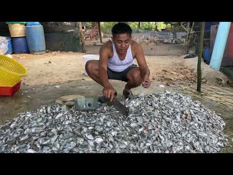 Fish Farm Life: Insane Feeding Frenzy! | Most Satisfying Fish Feeding Ever! |
