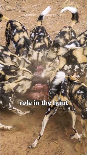 The way that these wild dogs catch a prey is incredible