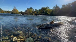 The Fate of the Wild Chinook Salmon in Nature. Washed Fish Carcass Lay on the Rocks During Breeding Season Under the Sun at the Feather River, California.. Oncorhynchus tshawytscha; aka King Salmon. Stock Video