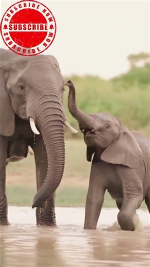 Cute Elephant playing in mud #Elephant #cute #animals