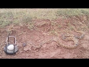 Snake Trap easy_make simple snake trap using egg
