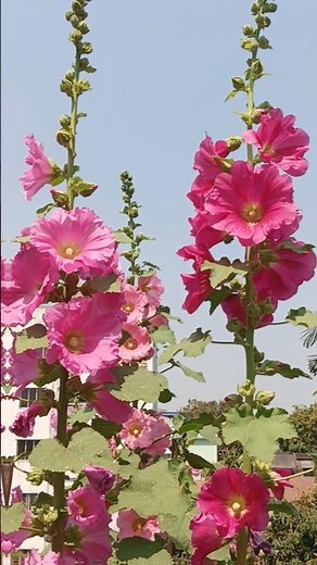 Hollyhocks in Full Bloom 🌸 Relaxing Garden Flowers #hollyhock #flowers #garden #shorts