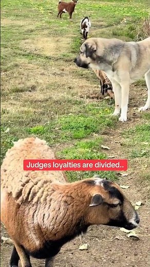 Recon cat must quell mutiny among the sheep👀🐈‍⬛