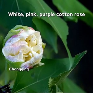 1.9K views · 74 reactions | White, pink, purple cotton rose Nature's magic at work: A photographer records a day in the life of a cotton #rose in Chongqing. #timelapse | WE ARE CHINA | Facebook