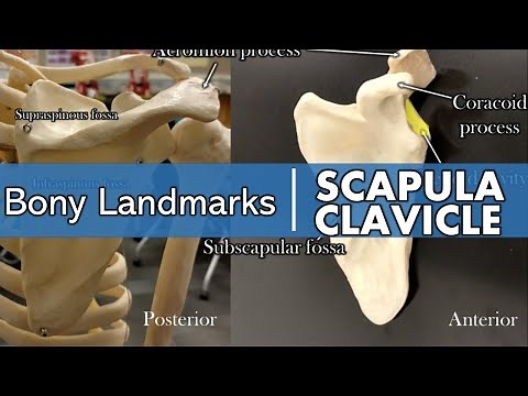 Bony landmarks of the scapula and clavicle