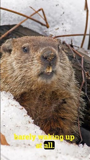 "How Much Wood Could a Woodchuck Chuck?! 🤔🌲"