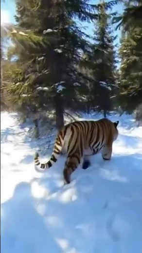 Royal Tiger in The snow