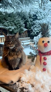 5.5K views · 6.2K reactions | Happy Valentine’s Day!  #valentinecat #valentines #valentinesday #catsofinstagram #catlover #catloversclub #maincoon | Louiswildlife | Facebook