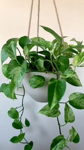Repotting a Pothos Plant for Beginners
