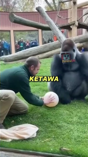 Aksi Sulap Ini Bikin Gorila Ngakak Parah! 😭🤣🦍✨
