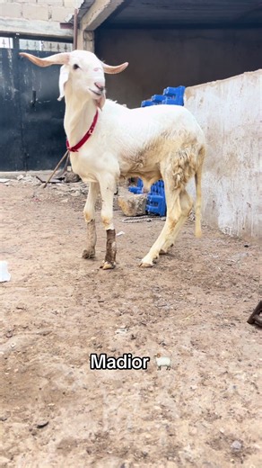 Madior the Ram: Bergerie XELCOM visit with Thiam Baabel