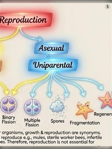 #reproduction #sexual #asexual #biology #binary #fission #multiple #regeneration #scienceshorts