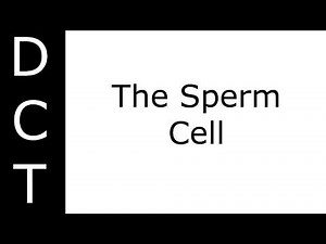 The Sperm Cell (KS3/K7-11 Biology)