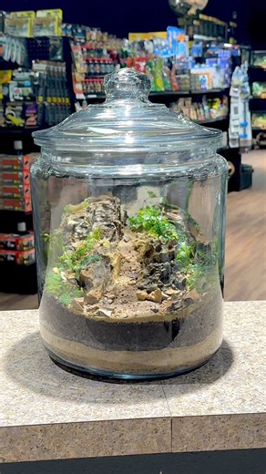 12K views · 326 reactions | How I made a 2 gallon jar terrarium for plants. #everevolvingexotics #reptileshop #tucson #arizona #bioactive #plantjar | Ever Evolving Exotics | Facebook