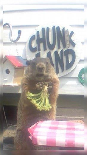 Chunk the Groundhog is BACK! S7