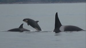 WATCH: Baby orca and pod splashing around Salish Sea