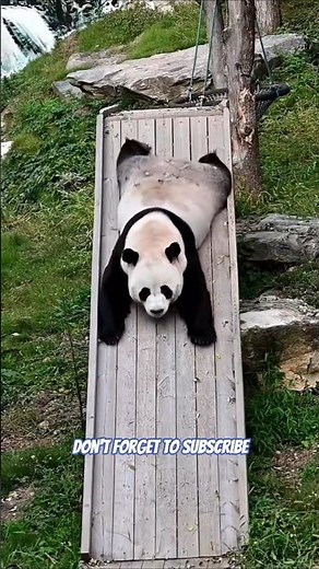 COMPILATION OF FAT PANDA PLAYING ON A SLIDE IN THE GARDEN #viral #panda #vidioshort