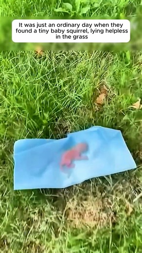 This family saved a newborn squirrel fallen from the tree and then... #squirrel #babyanimals #animal | AnimalLove Stories
