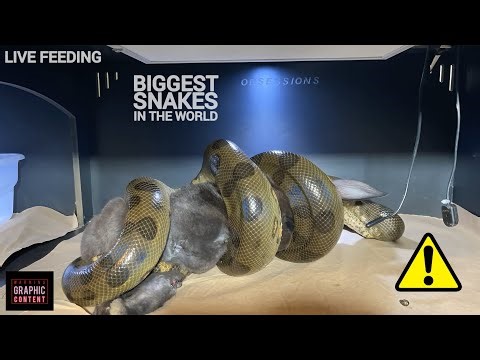 The Biggest Snake's in The World! LIVE FEEDING