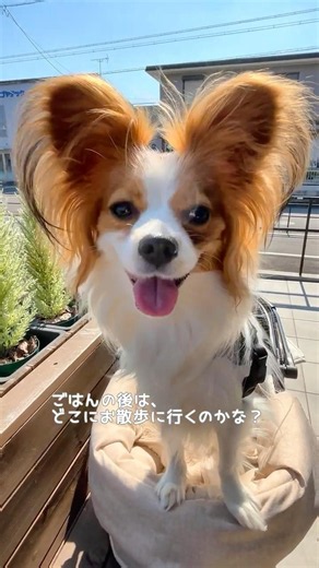 可愛いお顔 #Papillon #パピヨン #Lea #犬のいる生活 #可愛い