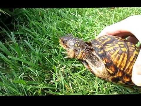 Determining Gender and Age of Box Turtles
