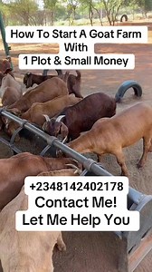 41K views · 637 reactions | How To Start A Goat Farm With One Plot Of Land And Small Money #staybusy #goatfarm #livestock #boergoats #kalahariredgoats | Goats Sheep Cows & General Livestock Online Marketplace | Facebook