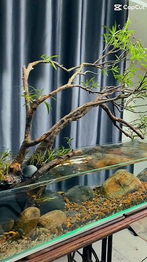 FLOW STATE STYLE – PHONG CÁCH SETUP THỦY SINH CỦA SỰ TỰ DO, TỈNH THỨC VÀ DÒNG CHẢY NỘI TÂM Flow State Style không chỉ là một cách setup bể thủy sinh – đó là một trạng thái sống. Một dòng chảy nơi con người, cây cối, đá và nước hòa làm một. Ở đây, mọi khuôn mẫu đều được tháo bỏ. Không còn đúng – sai, không còn chuẩn – lệch. Chỉ có cảm xúc, trực giác và sự kết nối thuần khiết giữa tâm và cảnh. Trong Flow State Style, mỗi nhành cây, mỗi viên đá đều được đặt vào vị trí mà năng lượng tự nhiên dẫn dắt