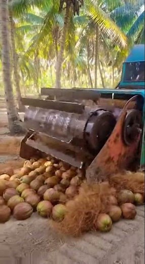 Amazing Coconut to Rope Transformation! 🥥➡️🧵 #Invention #Machinery #Satisfying #Industry #Coconut