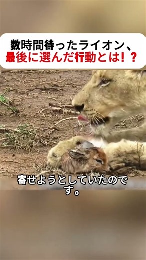 数時間待ったライオン、 最後に選んだ行動とは！？ #ライオン #レイヨウ #野生動物 #サバンナ #動物の生態