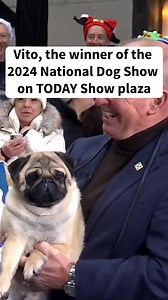 TODAY on Instagram: "A small dog with the "perfect pug mug" won big at the 2024 National Dog Show. A pug named Vito was crowned the winner of the annual canine competition. Vito and his handler, Michael Scott of Chesapeake City, Maryland, visited #TODAYShow this morning to talk about their big win, along with David Frei, longtime host of the National Dog Show."