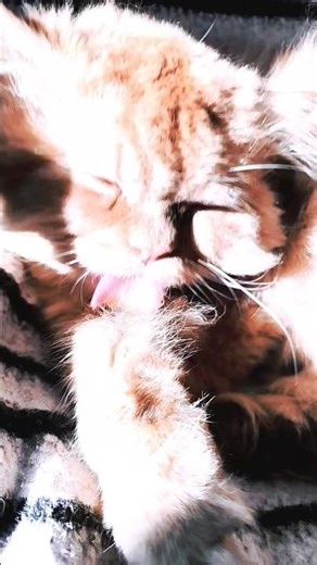 why your cat sleep on top of everything😺🔝😴#sleeping#sleepingcats#catsleepingmusic#pets#kitten#cat