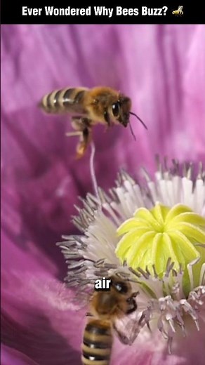 🔥 Why Do Bees Buzz? #AnimalFacts #NatureExplained