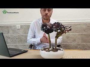 How To Grow And Care For Aeonium | Everything You Need To Know About