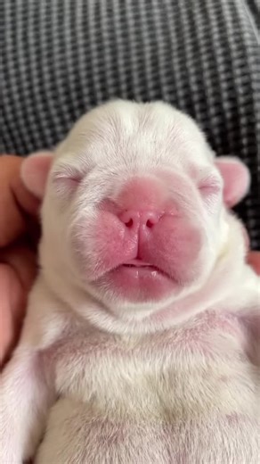 Adorable Cute Animal Videos Compilation