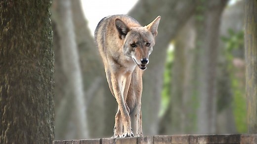 FWC says homeowners are responsible for dealing with troublesome coyotes