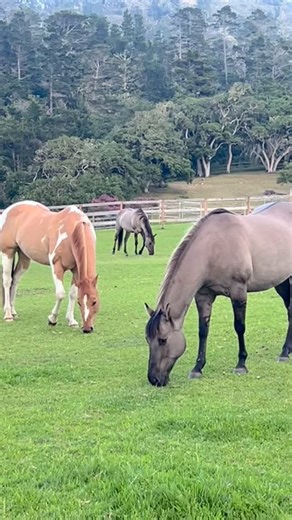 34 reactions · 5 comments | Grazing horses… One of the best sounds! There is something so grounding and calming about sitting and listening to the sound and rhythm of the horses munching on grass — it’s the kind of sound that settles the world around you 﫶 #animalrescue #horsesanctuary #california #carmelbythesea #grazing #monterey #healingjourney #asmr #happysounds | Sea Star Horse Sanctuary | Facebook