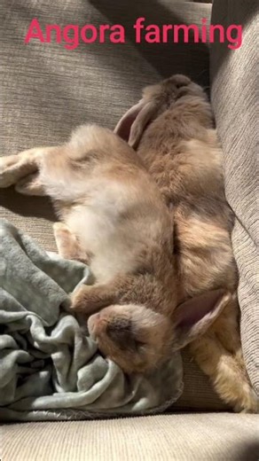 Angora Farming Punjab#angora #angorabreed #pets #babby