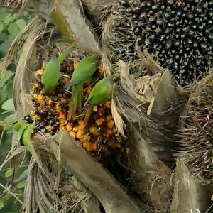 11K views · 543 reactions | Wild Green parrots enjoying eating in fruits garden #birds #birding #birdlovers #birdwatching | Saving Birds | Facebook