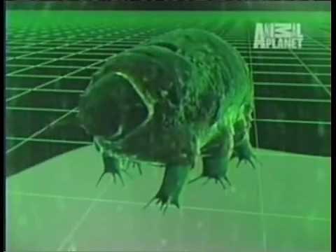 The water bear (tardigrade), the most extreme animal on our planet