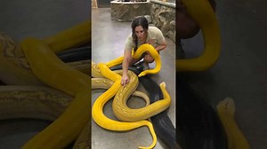Ever wonder why these Giant Pythons can look so different??