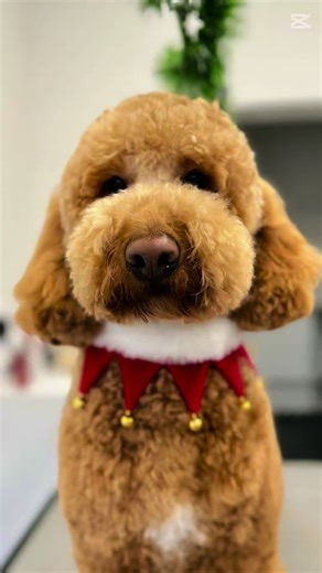 Dog OM Grooming kutyakozmetika Budafokon 🐾 #ozonterapia #hidroterapia #kutyaszeretet #kutyakozmetika #poodle